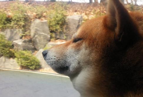 柴犬将爪子放进石像的嘴里,表现却很痛苦,奥斯卡欠你一个奖项!