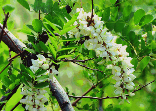 大连槐花一年开两次了槐花能看还能吃吃货们你们准备好了吗