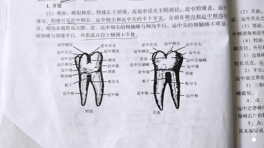 《口腔解剖学》第一篇牙体解剖
