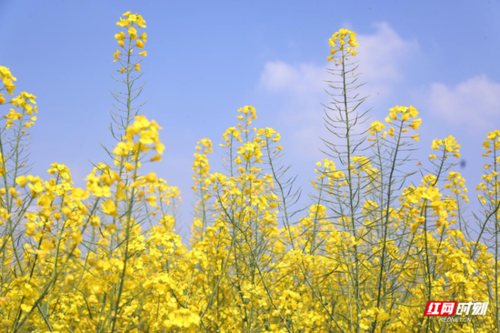 十美堂油菜花开成海 点靓"醉美"春天