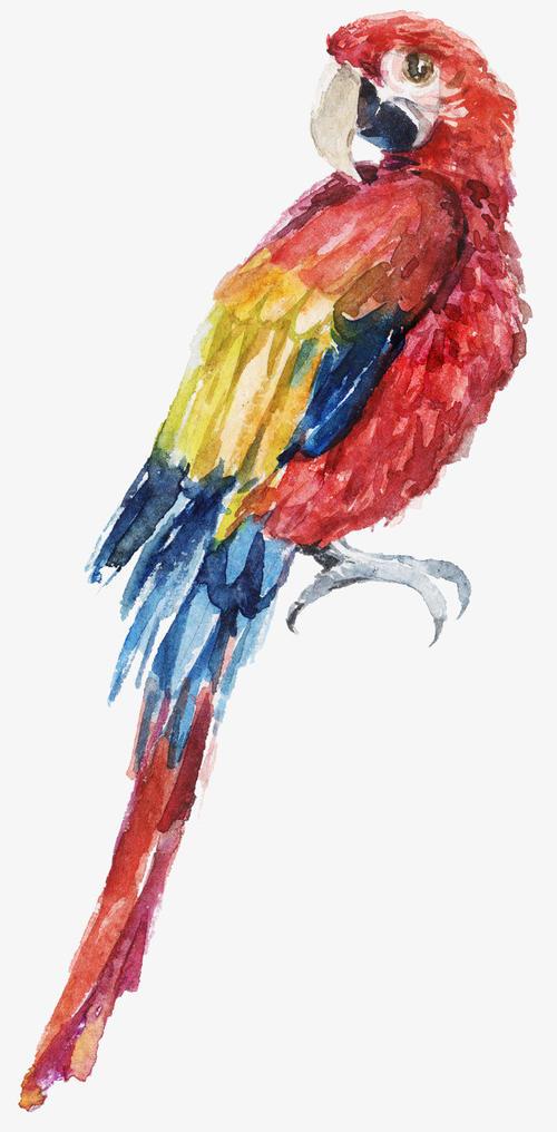 用水彩笔简笔画鹦鹉