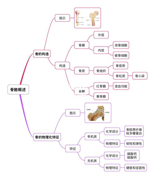 运动解剖骨骼篇【骨的功能,分类,构造,特征】_运动_瑜伽_思维导图_新