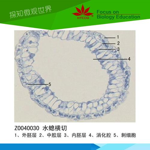 水螅装片动物切片标本显微镜配件玻片微观生物学玻片标本微观结构