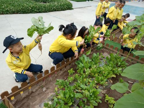 "我的菜园我做主之收获蔬菜"分享会——渭源县幼儿园大二班