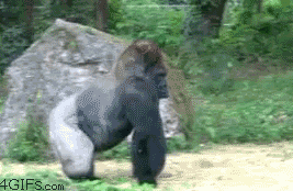 267_174gif 动态图 动图