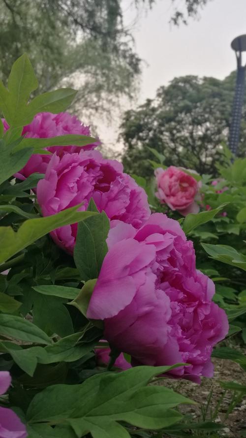 牡丹花开时,她在丛中笑!