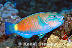 parrotfish,鹦鹉鱼,也叫青衣,鱼肉质感比较水,适合清蒸,不适合收汁