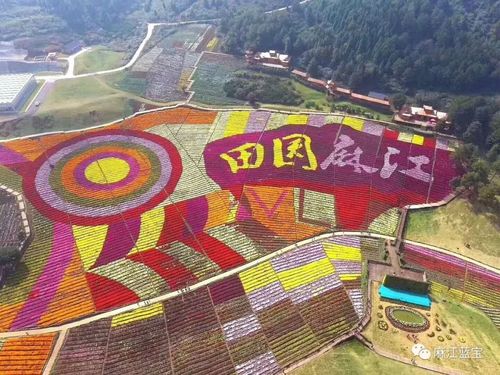 麻江药谷江村菊花园中期花等你来赏