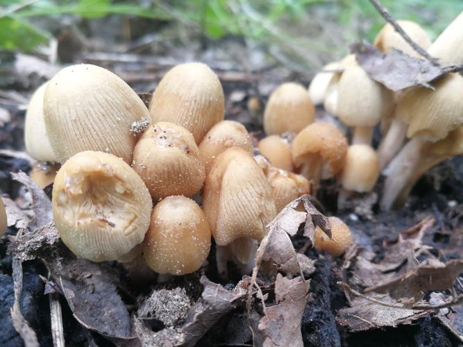 下边这种叫蛇蘑菇,长开了会呈现红色,是毒蘑菇的一种,这知识是跟朋友