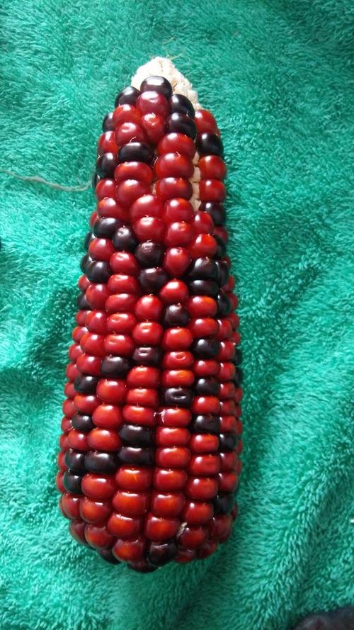 这个红玉米是什么品种