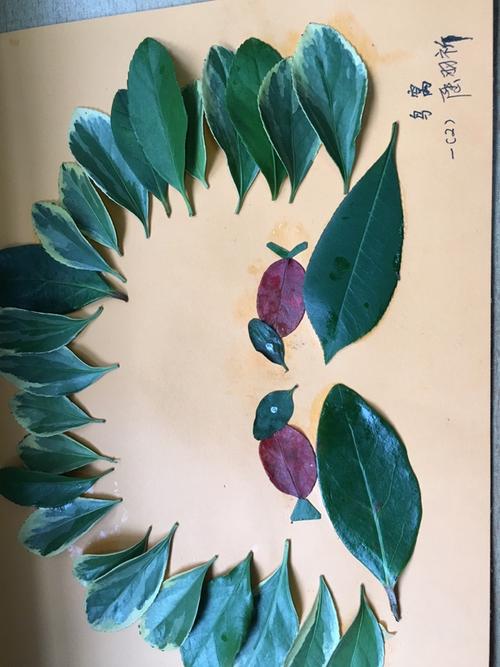 孔雀开屏啦～科技节树叶贴画