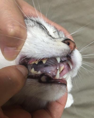 养了这么久的猫,你遇到过猫咪口炎的情况吗?