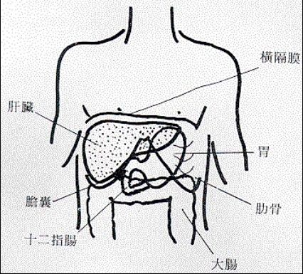 肝区在哪里肝区的位置