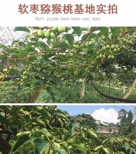 e嫁接软枣猕猴桃苗当年结果红心猕猴桃树苗地栽盆栽苗