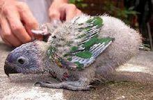 关于鹦鹉的性别