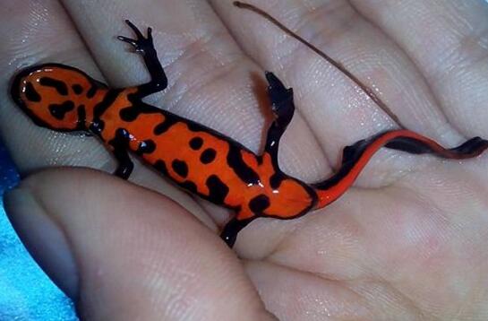 另一种蝾螈居然在中国(中国火龙)(3)