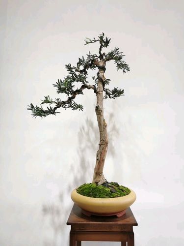 五个盆景树种,有你喜欢的盆景吗?