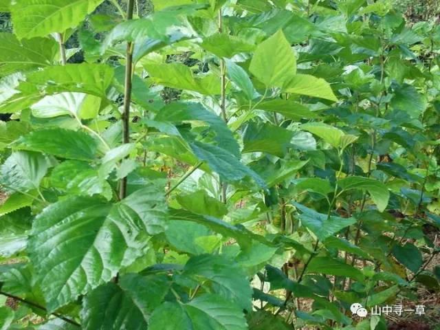 桑树根_桑树根的功效与作用