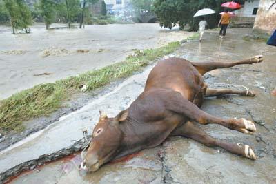 气斗冲牛的意思是什么意思是什么生肖_十八春气暖是什么生肖_猴日冲虎