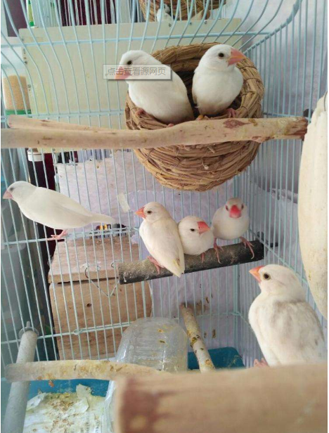 活体鸟观赏幼鸟繁殖珍珠鸟七彩灰白文鸟下蛋鸟十姐妹