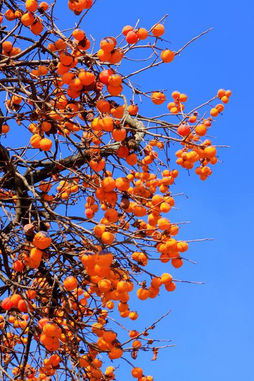 写美篇   每到秋末冬初时节,宣威的乡村就随处可见火红的柿子,尤其是