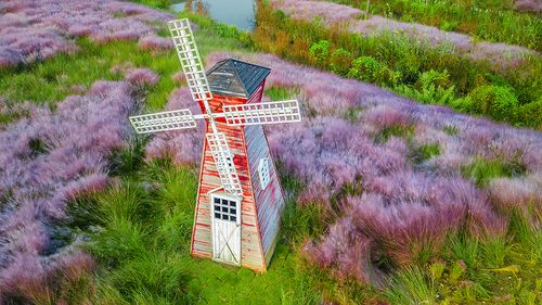 苏北宿迁三台山花田,节日以最美姿态迎客,辛勤园丁才是最美的人