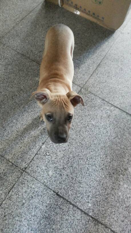 帮我看下,这是什么狗.朋友说是沙皮狗和土狗杂交的