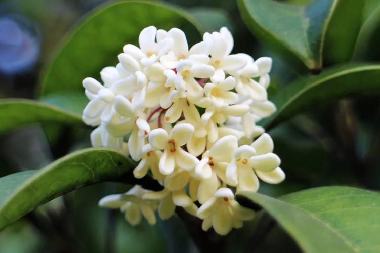 杭州赏桂花攻略 | 一年秋意浓,十里桂花香!