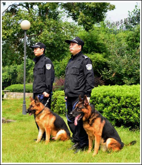 警犬天狼简笔画