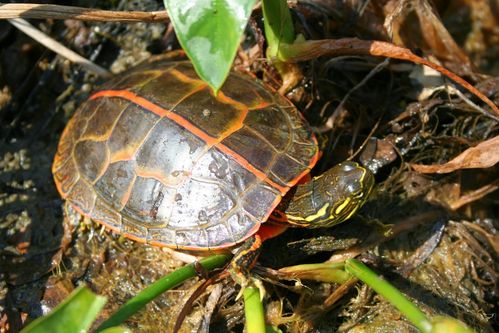 ③南部锦龟chrysemyspictadorsalis