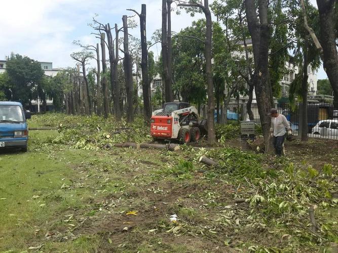 高大树木修剪