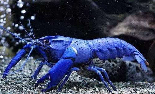 食材| 身穿蓝色"战袍"的澳洲螯虾,威武哦!魔都仅此一家的反季小龙虾!
