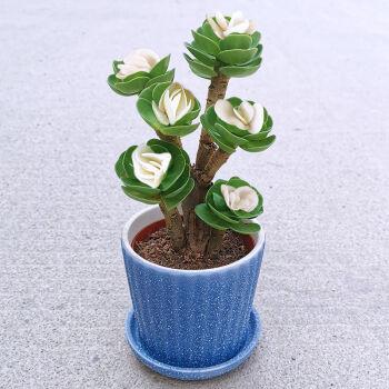 财运满满多肉植物盆栽室内绿植花卉客厅桌面防辐射好养植物礼物花带花