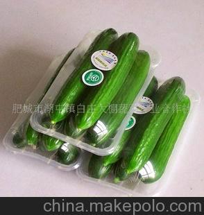 大量供应批发 新鲜优质黄瓜 保鲜膜包装(图)