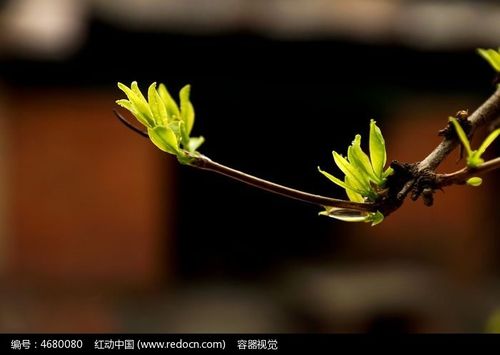 树枝发出的嫩芽高清拍摄
