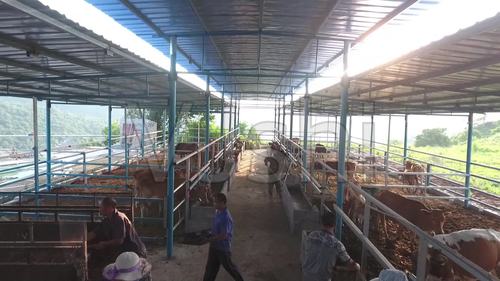航拍养牛基地
