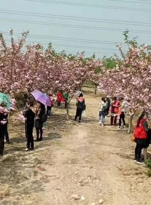合肥长丰现5000亩"樱花小镇",3月樱花就将漫天飞舞