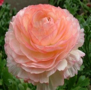 优质 花毛茛种球 波斯毛茛 洋牡丹 芹叶牡丹 橘黄色 盆栽球根花卉