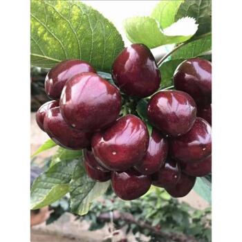 大樱桃树苗当年结果北方南方种植盆栽地栽果树带盆带土车厘子美早带盆