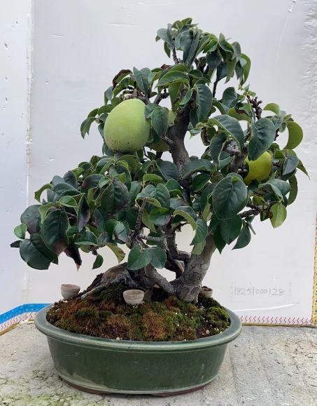 进口木瓜喜欢果树盆景的看过来