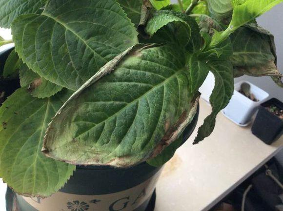 绣球花不缺水,但叶子干枯了