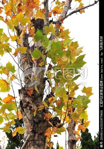 桦树 白桦林 金秋树叶