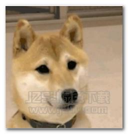 抖音三只柴犬出列点头表情包 v1.0 绿色版