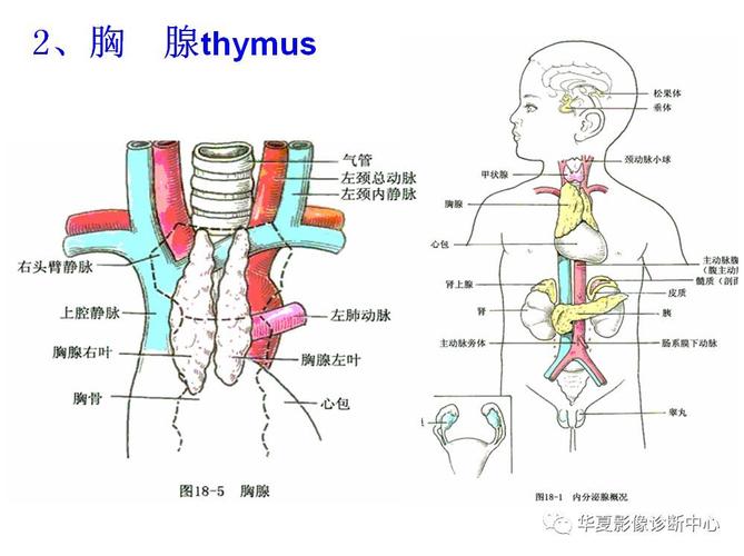 全身淋巴系统的精细解剖
