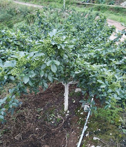 九叶青花椒树苗子 结果苗 四川重庆藤腾滕椒麻椒树苗木 产地发货