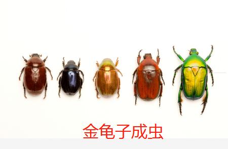 实用,金龟子幼虫到成虫的防治方法