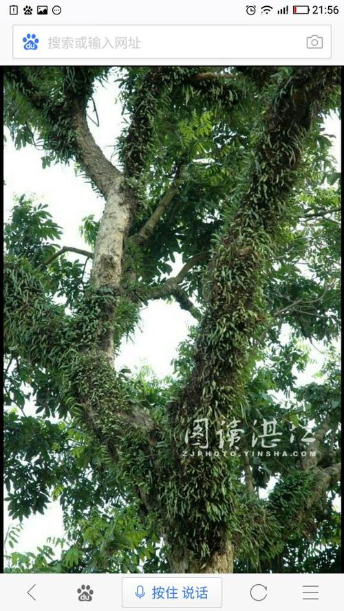 这是什么植物,长在龙眼树上,不从地里长的,直接寄生在