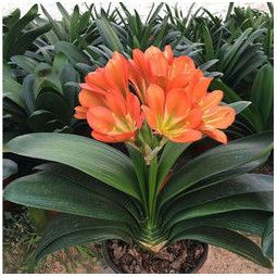 春枝韵 君子兰花苗盆栽君子兰盆栽苗 国兰 当年开花8到10片叶子带土