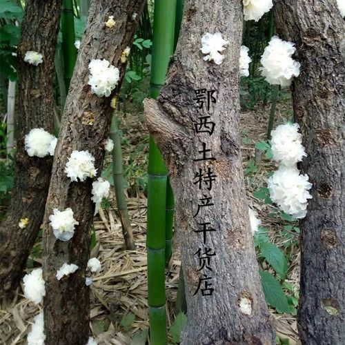 神农架银耳纯天然野生椴木银耳特级白木耳干货糯耳非通江银耳包邮