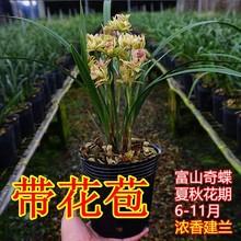 开花超香 富山奇蝶兰花苗 盆栽植物名贵特香浓香